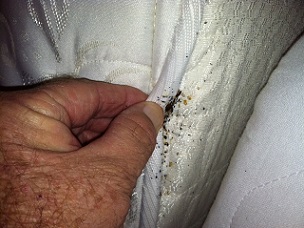 bed bugs in a bed